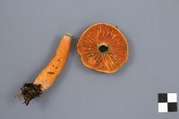 Lactarius deterrimus image